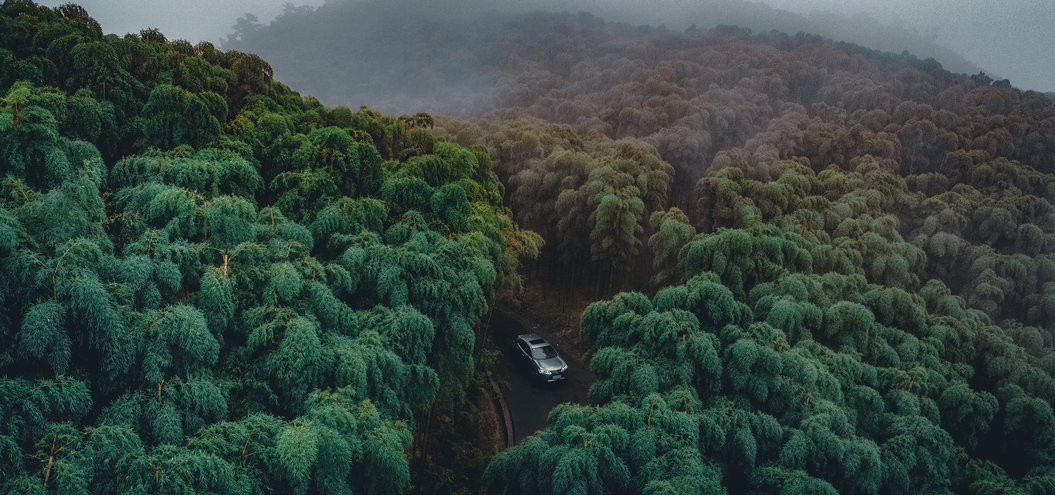 LEXUS FOREST